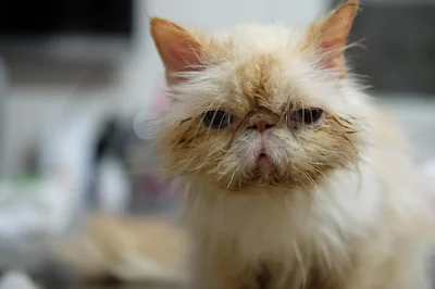 cat